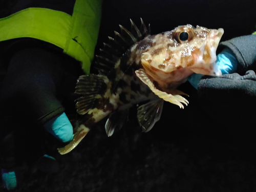 カサゴの釣果