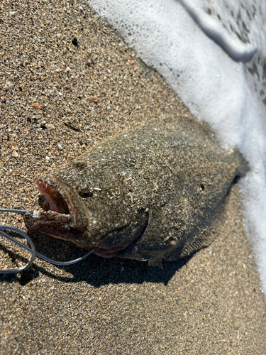 ヒラメの釣果