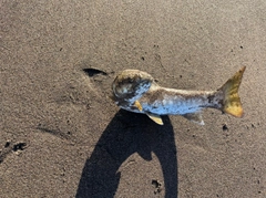 アメマスの釣果