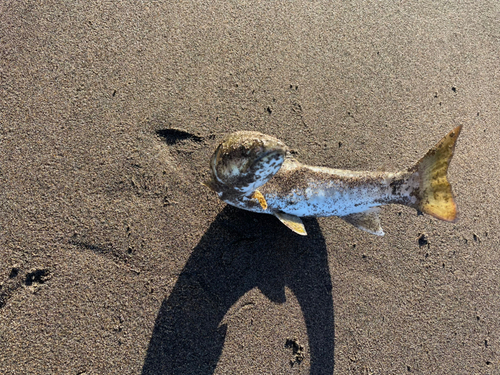 アメマスの釣果