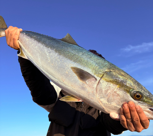 ブリの釣果