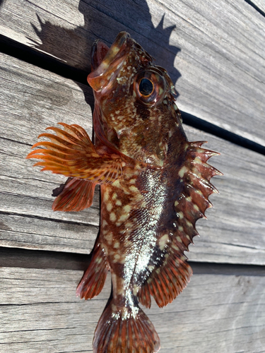 カサゴの釣果