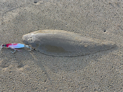 シタビラメの釣果