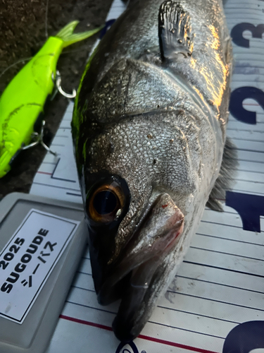 シーバスの釣果