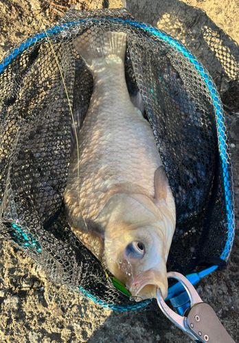 ヘラブナの釣果