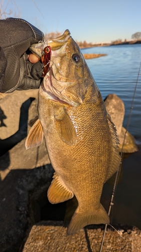 スモールマウスバスの釣果