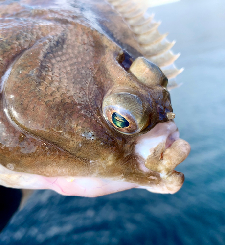 カレイの釣果