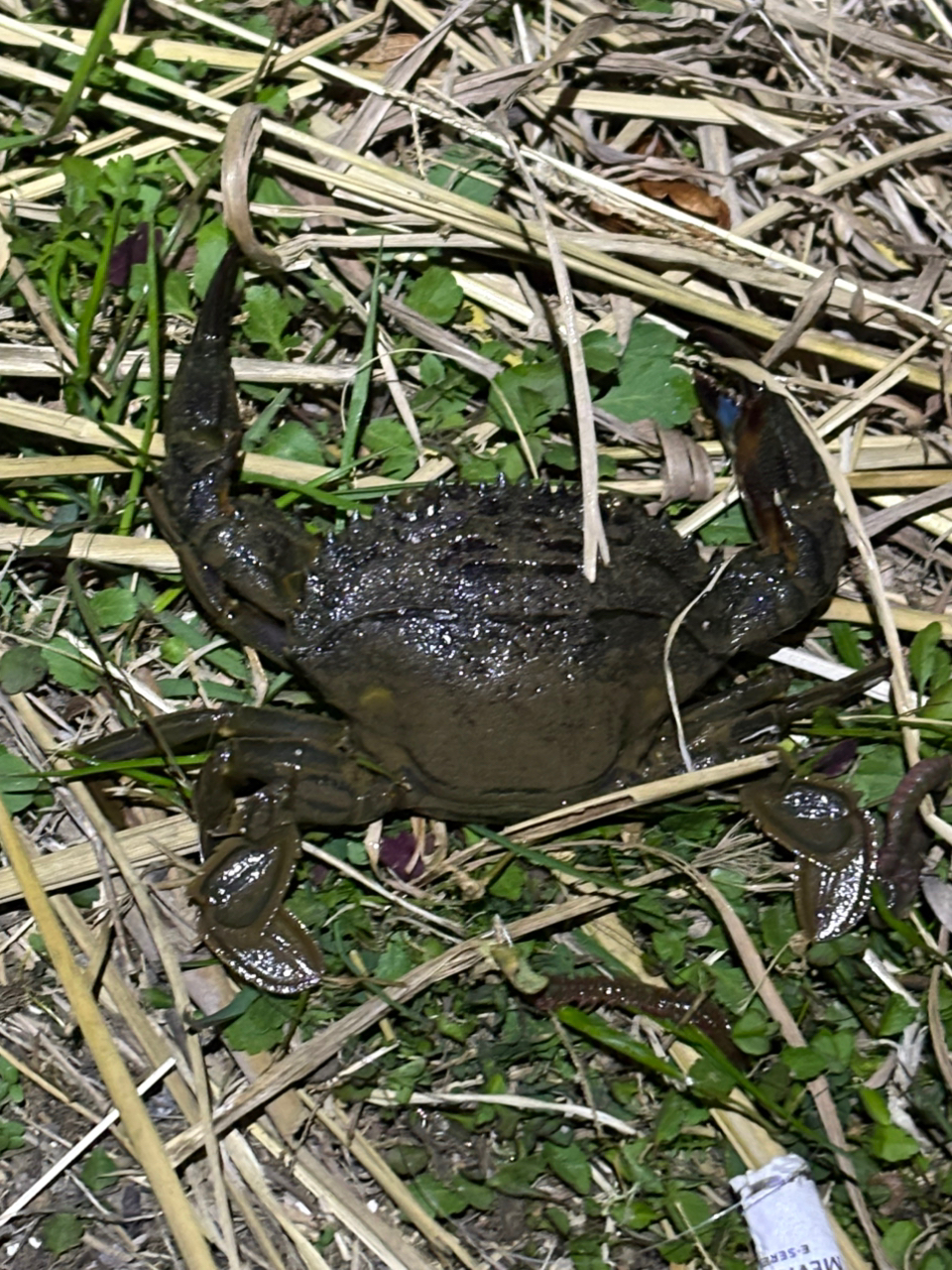 カサゴ