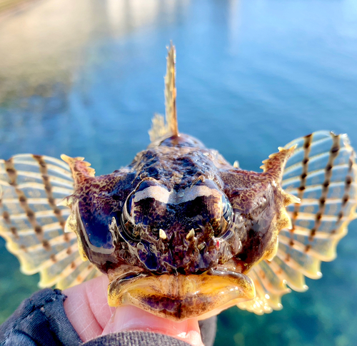 ニジカジカの釣果