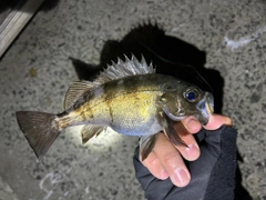 アオメバルの釣果