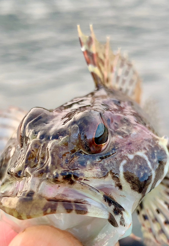 アナハゼの釣果