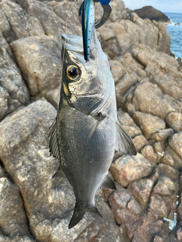 セイゴ（ヒラスズキ）の釣果