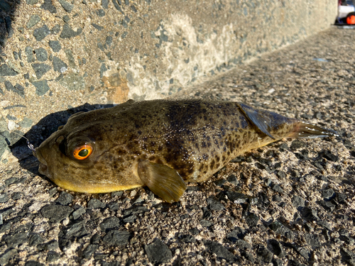 フグの釣果