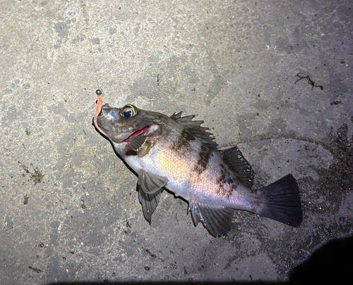 シロメバルの釣果