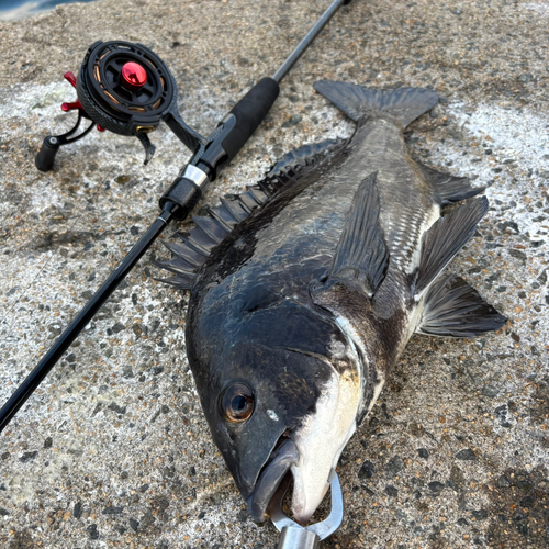 チヌの釣果