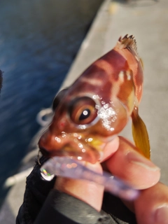 アカハタの釣果