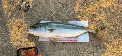 ブリの釣果