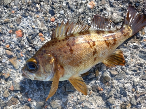 メバルの釣果