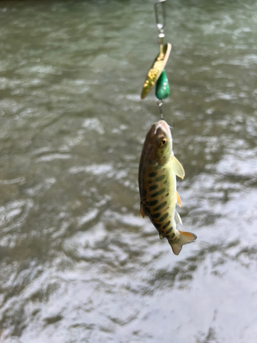 ヤマメの釣果