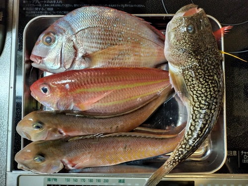 シロアマダイの釣果