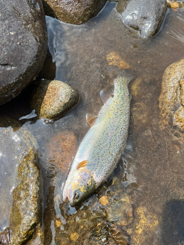 ニジマスの釣果