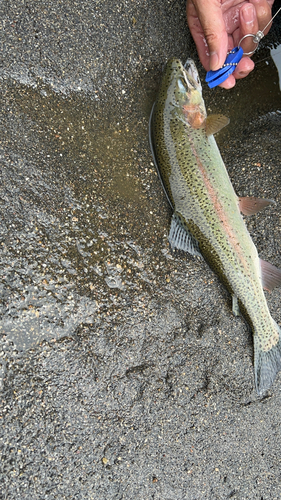 ニジマスの釣果