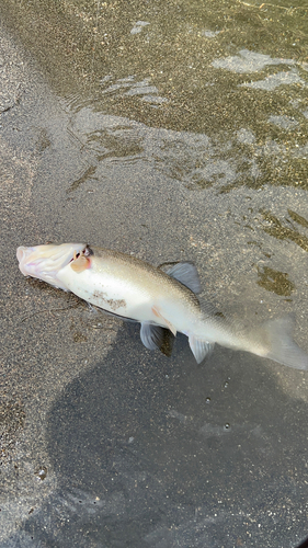 ウグイの釣果