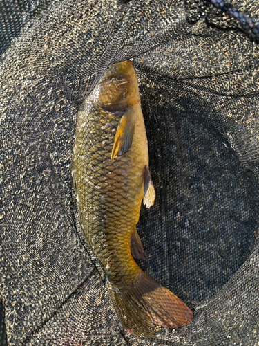 コイの釣果