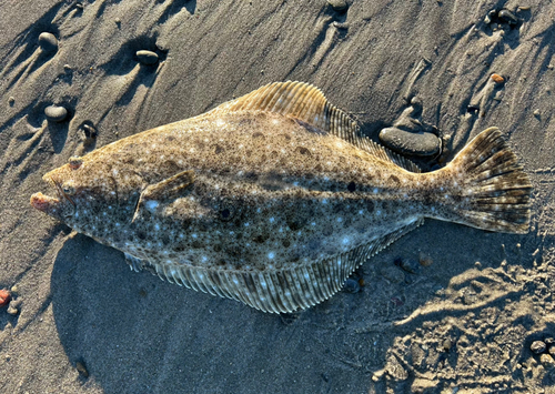 ヒラメの釣果