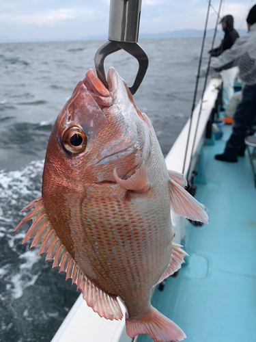 タイの釣果