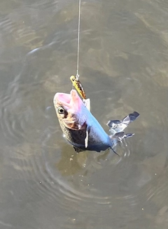 レインボートラウトの釣果