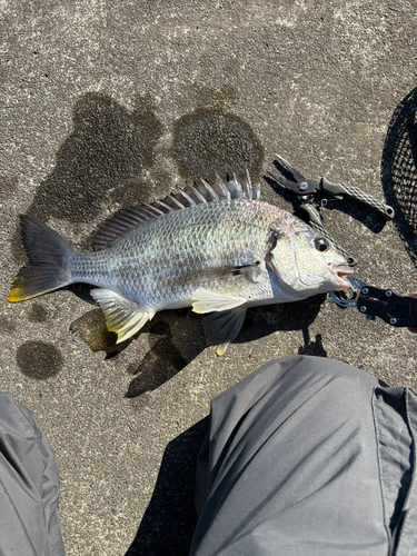 キビレの釣果