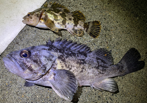 クロソイの釣果