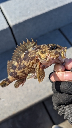 カサゴの釣果