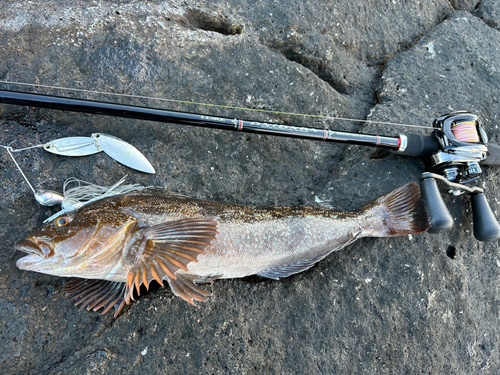 アイナメの釣果