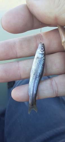 モロコの釣果