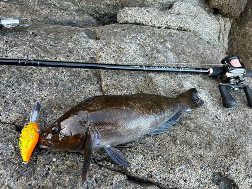 アイナメの釣果