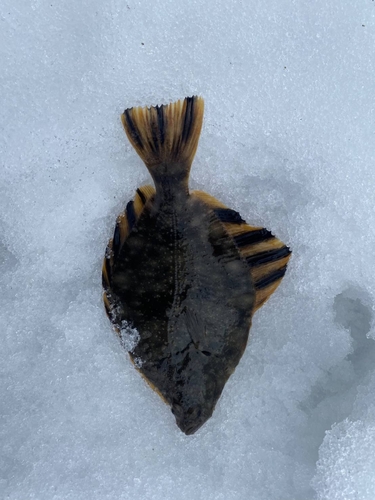 カワガレイの釣果