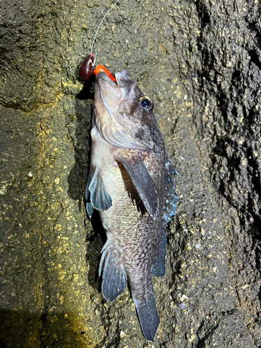 マゾイの釣果