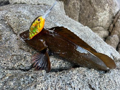 アイナメの釣果