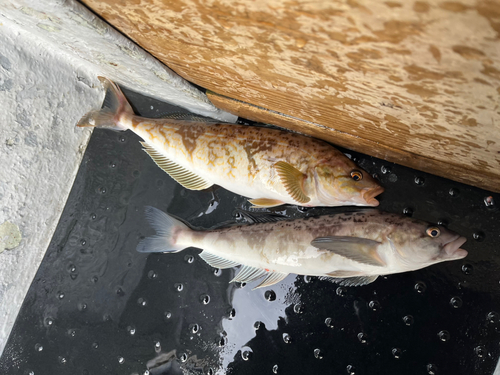 ホッケの釣果