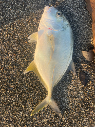 メッキの釣果