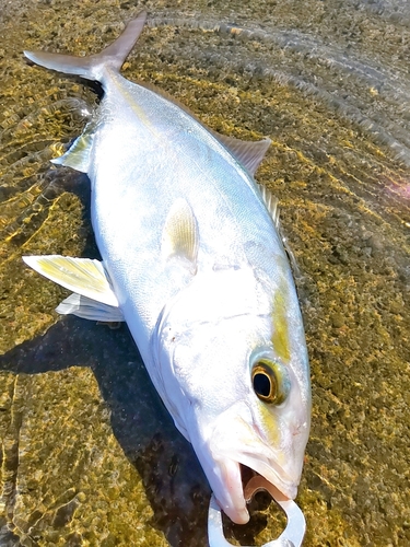 ショゴの釣果