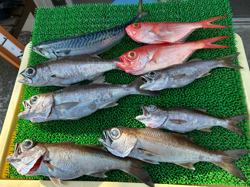 クロムツの釣果