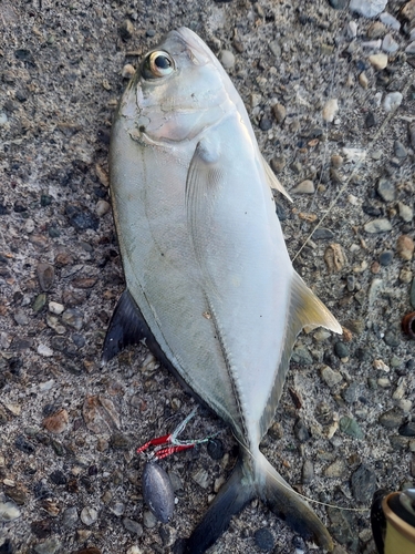 メッキの釣果