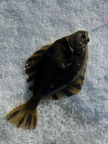 カワガレイの釣果