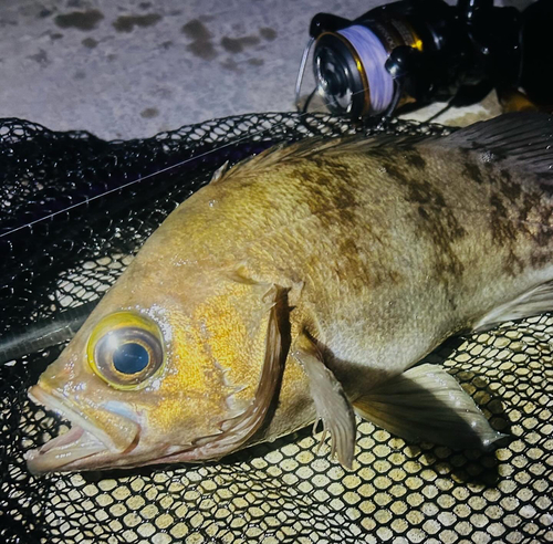 シロメバルの釣果