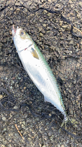 サバの釣果