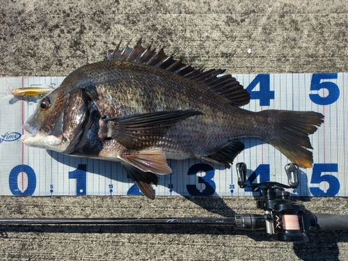 チヌの釣果