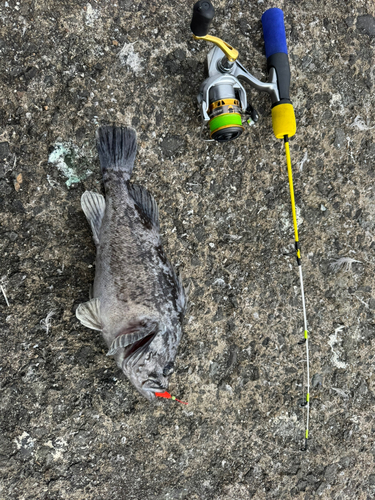 クロソイの釣果